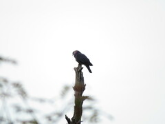 Columba pulchricollis