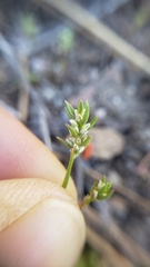 Polygonum polygaloides kelloggii