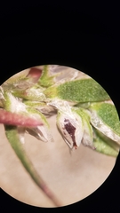 Polygonum polygaloides kelloggii