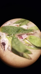 Polygonum polygaloides kelloggii