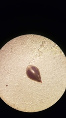 Polygonum polygaloides kelloggii