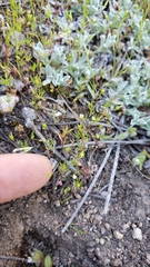 Linanthus harknessii