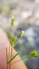 Linanthus harknessii