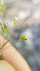 Linanthus harknessii