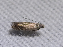 Battaristis concinnusella