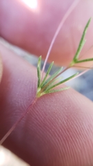 Linanthus harknessii