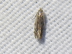 Battaristis concinnusella