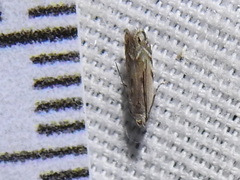 Battaristis concinnusella