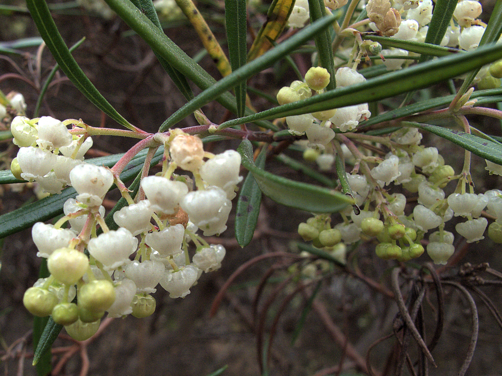 Ornithostaphylos oppositifolia