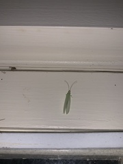 Meleoma signoretti