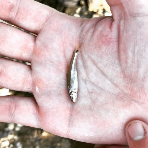 Phenacobius mirabilis