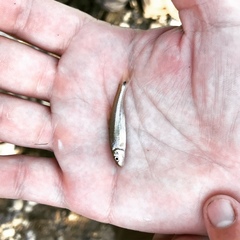 Phenacobius mirabilis