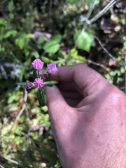 Kalmia polifolia