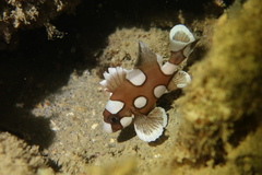 Harlequin Sweetlips