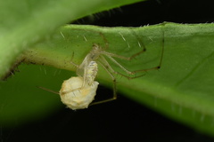 Chrysso lingchuanensis