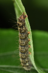 Asota plaginota