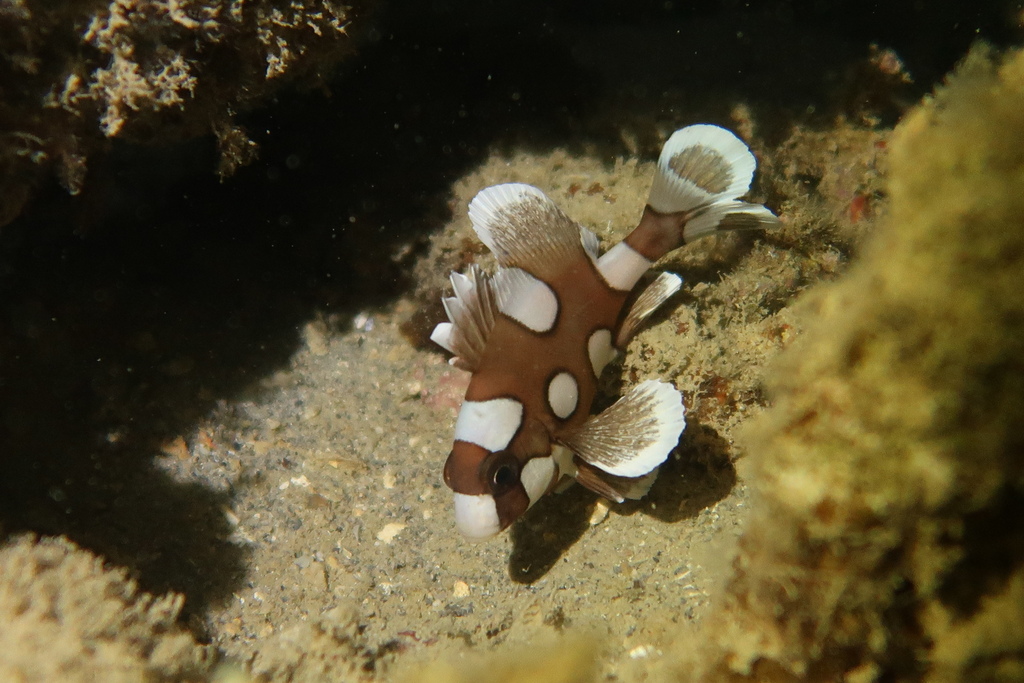 Photo of Harlequin sweetlips (Plectorhinchus chaetodonoides)