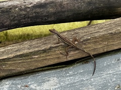 Anolis opalinus