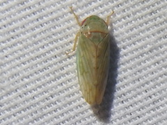 Polana quadrinotata