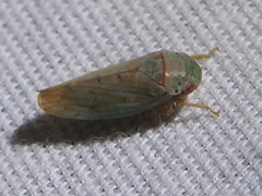 Polana quadrinotata