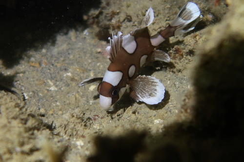 Photo of Harlequin sweetlips (Plectorhinchus chaetodonoides)