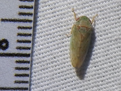 Polana quadrinotata