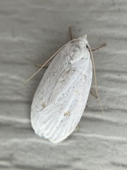 Durrantia piperatella