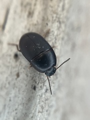 Gondwanocrypticus platensis