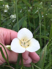 Calochortus apiculatus