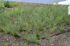 Sisyrinchium hitchcockii