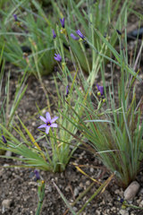 Sisyrinchium hitchcockii