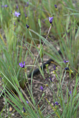 Sisyrinchium hitchcockii