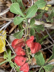 Serjania brachycarpa