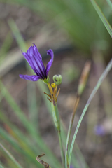 Sisyrinchium hitchcockii