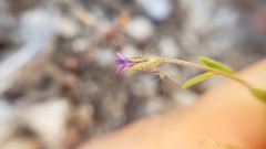 Allophyllum gilioides violaceum