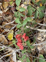 Serjania brachycarpa