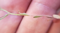 Allophyllum gilioides violaceum