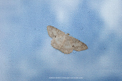 Luxiaria mitorrhaphes