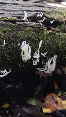Artomyces adrienneae