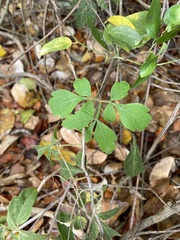 Serjania brachycarpa