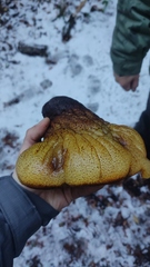 Fistulina endoxantha