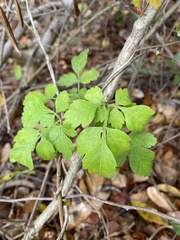 Serjania brachycarpa