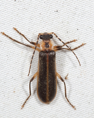 Podabrus basillaris