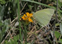 Colias alexandra