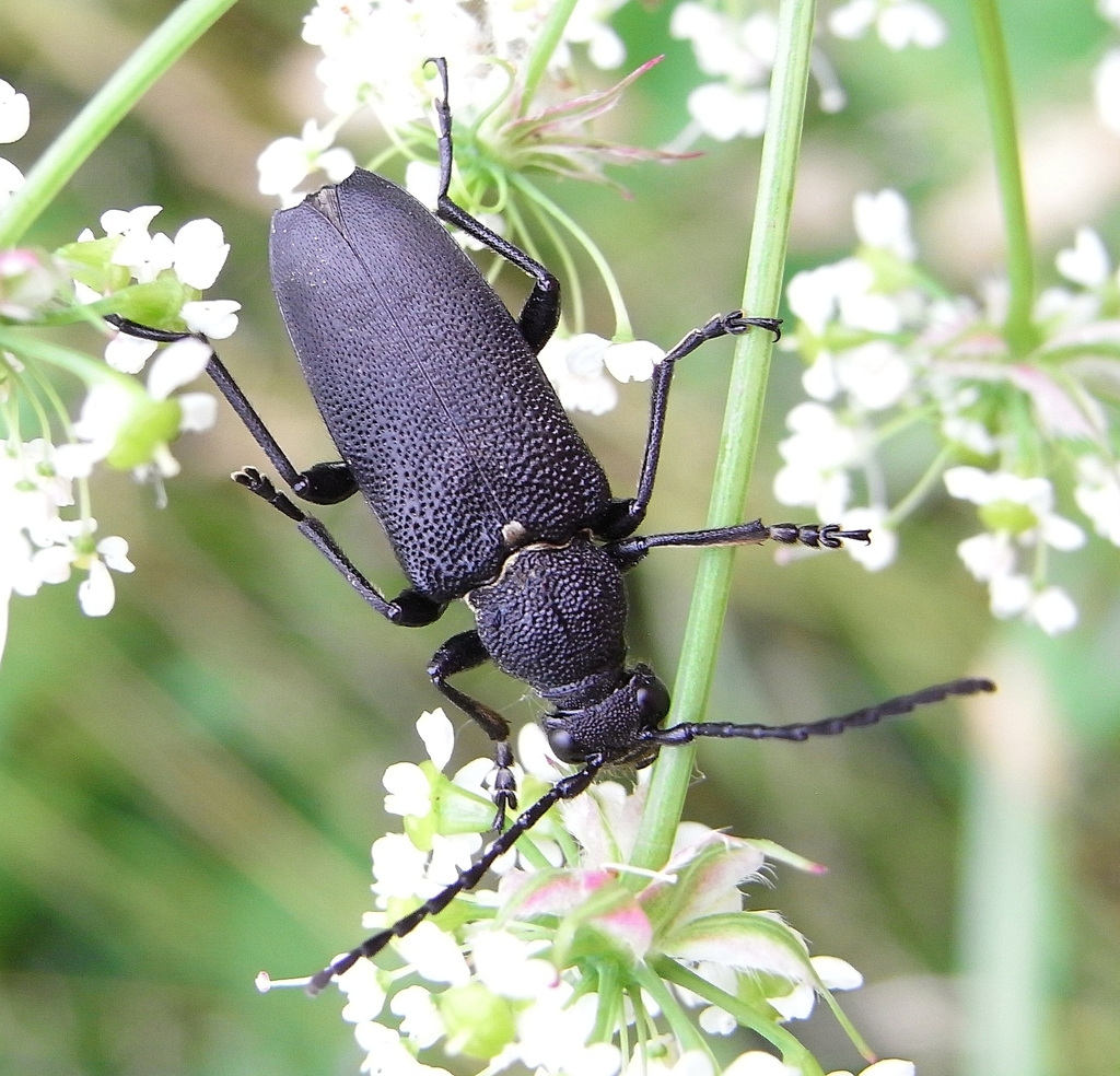 large black longhorn beetle