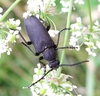 Large Black Longhorn Beetle - Photo (c) Siga, some rights reserved (CC BY-SA)