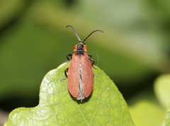 Lycus sanguinipennis
