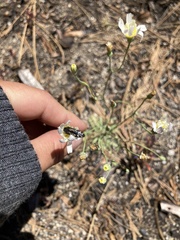 Acmaeodera connexa