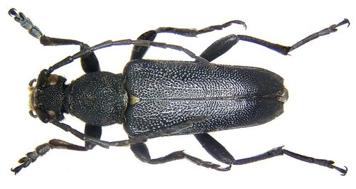 Lepture écussonné