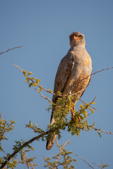Melierax canorus